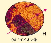 1Hイオン像