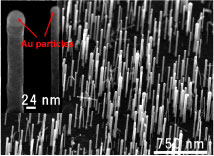 InPナノワイヤ24nm 750nm